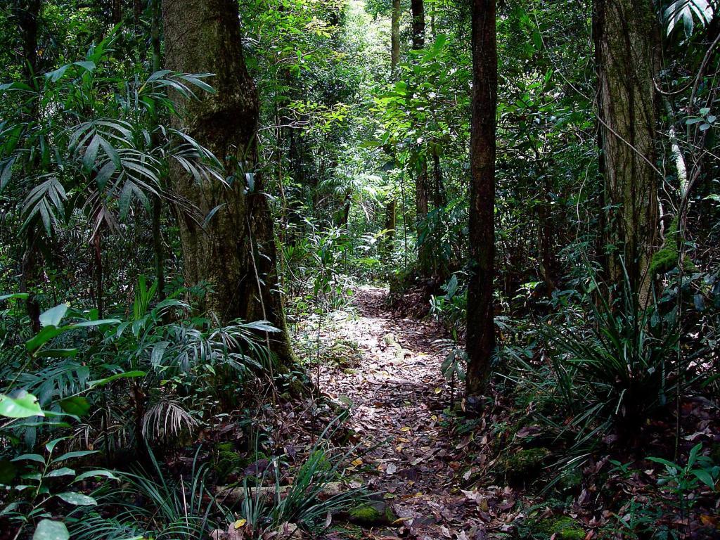 Springbrook Lyrebird Retreat Villa Luaran gambar