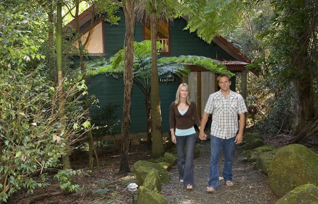 Springbrook Lyrebird Retreat Villa Luaran gambar